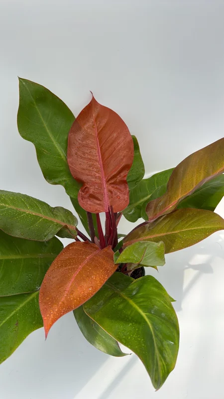 Philodendron Prince of Orange Live Plant - 6 inch Pot - Indoor Foliage - Image 1