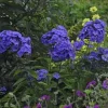 Phlox 'Blue Paradise' Tall Garden Phlox – Perennial Live Plant – Outdoor - Image 1