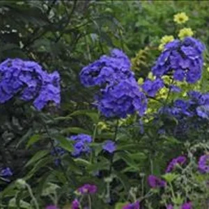 Phlox 'Blue Paradise' Tall Garden Phlox – Perennial Live Plant – Outdoor - Image 1