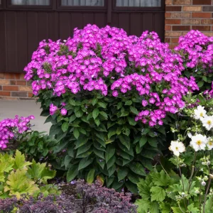 Phlox 'Dream Girl' Tall Garden Phlox – Perennial Live Plant – Outdoor Flower - Image 2
