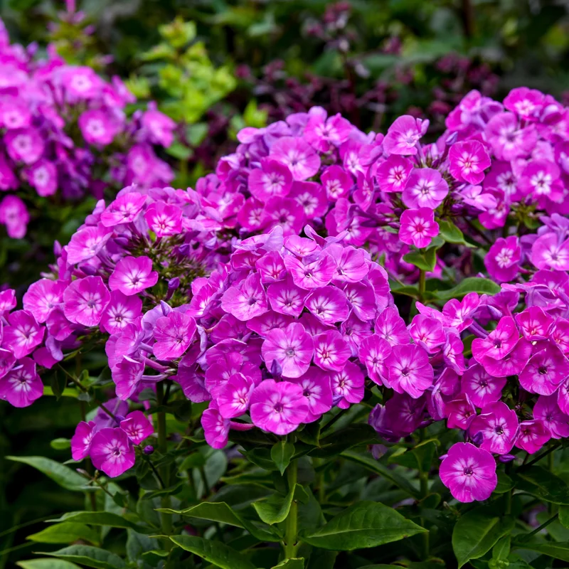 Phlox 'Dream Girl' Tall Garden Phlox – Perennial Live Plant – Outdoor Flower - Image 1