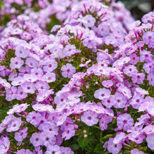 Phlox 'Fancy Girl' Tall Garden Phlox Live Plant - Perennial Flower - Image 2
