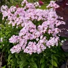 Phlox 'Fancy Girl' Tall Garden Phlox Live Plant - Perennial Flower - Image 1