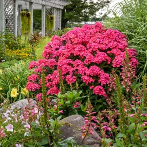 Phlox 'Glamour Girl' Tall Garden Phlox – Perennial Live Plant – Outdoor - Image 1