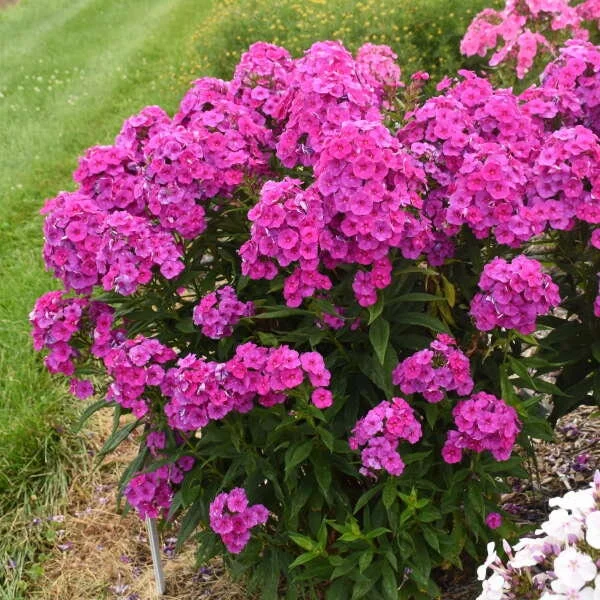Phlox 'Material Girl' Tall Garden Phlox – Live Perennial Plant for Gardens - Image 2