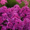 Phlox 'Material Girl' Tall Garden Phlox – Live Perennial Plant for Gardens - Image 1