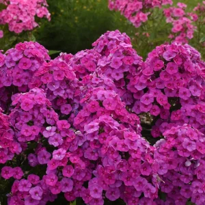 Phlox 'Material Girl' Tall Garden Phlox – Live Perennial Plant for Gardens - Image 1
