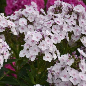 Phlox 'Party Girl' Tall Garden Phlox Perennial Live Plant - Image 1