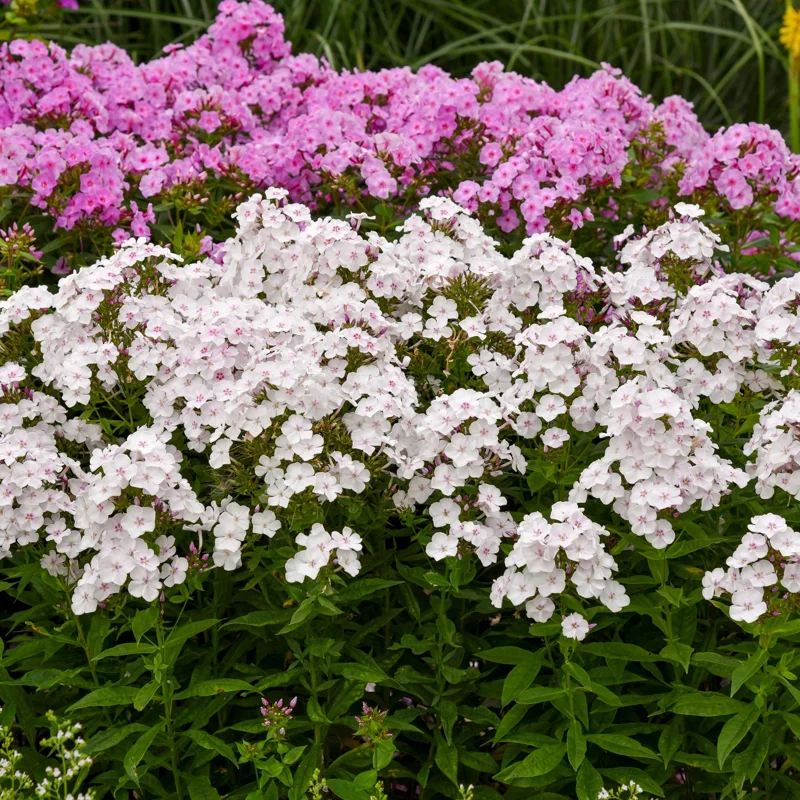 Phlox 'Party Girl' Tall Garden Phlox Perennial Live Plant - Image 2