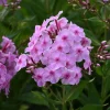 Phlox 'Uptown Girl' Tall Garden Perennial Plant Outdoor - Image 1