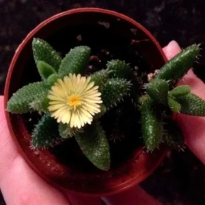 Pickle Plant Delosperma Echinatum Live Succulent – Unique Ice Plant for Indoors/Outdoors - Image 2