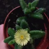 Pickle Plant Delosperma Echinatum Live Succulent – Unique Ice Plant for Indoors/Outdoors - Image 1