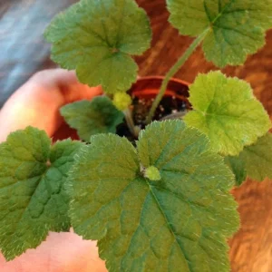Piggyback Plant Live Plant – Tolmiea Menziesii – Easy Care Houseplant - Image 2
