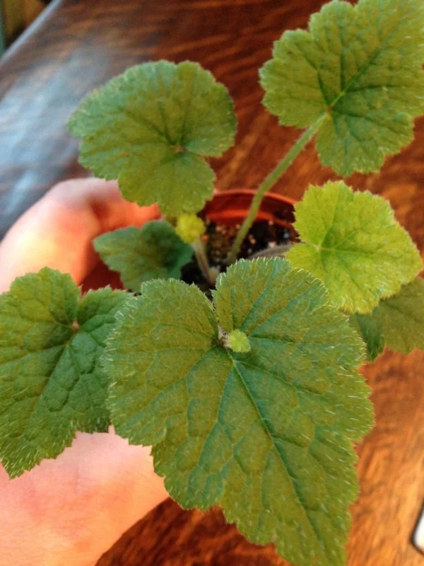 Piggyback Plant Live Plant – Tolmiea Menziesii – Easy Care Houseplant - Image 2