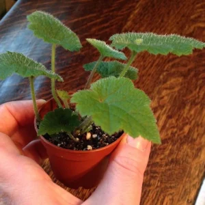 Piggyback Plant Live Plant – Tolmiea Menziesii – Easy Care Houseplant - Image 3