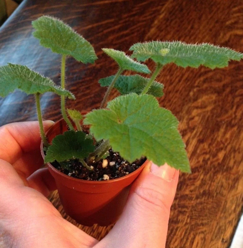 Piggyback Plant Live Plant – Tolmiea Menziesii – Easy Care Houseplant - Image 3