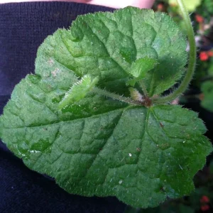 Piggyback Plant Live Plant – Tolmiea Menziesii – Easy Care Houseplant - Image 1