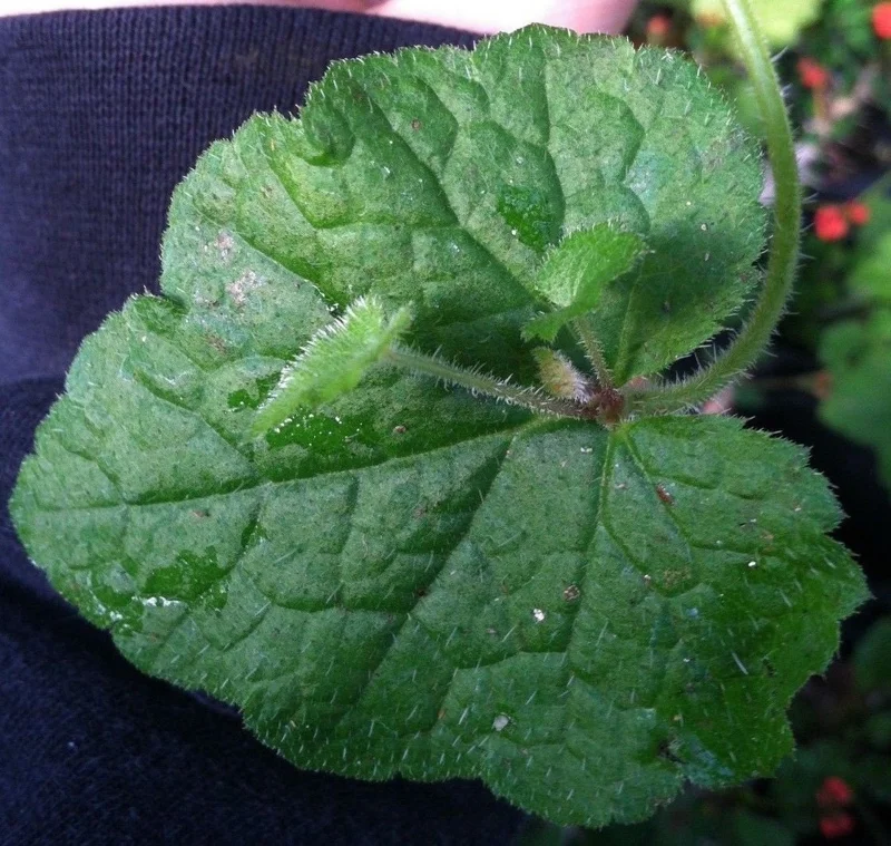 Piggyback Plant Live Plant – Tolmiea Menziesii – Easy Care Houseplant - Image 1