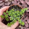 Pilea Depressa Minima Live Plant – Baby Tears Houseplant – Compact Indoor - Image 1