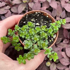 Pilea Depressa Minima Live Plant – Baby Tears Houseplant – Compact Indoor - Image 1