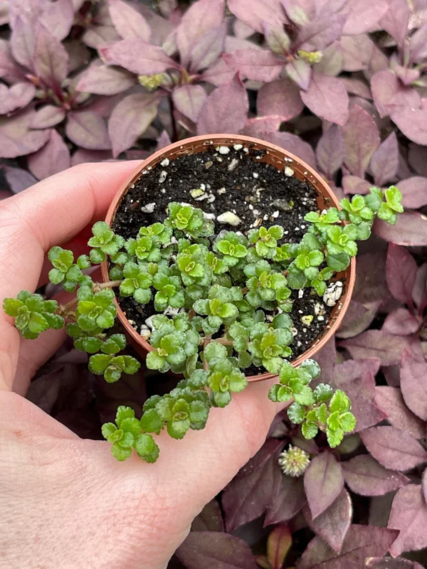 Pilea Depressa Minima Live Plant – Baby Tears Houseplant – Compact Indoor - Image 1