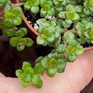 Pilea Depressa Minima Live Plant – Baby Tears Houseplant – Compact Indoor - Image 2