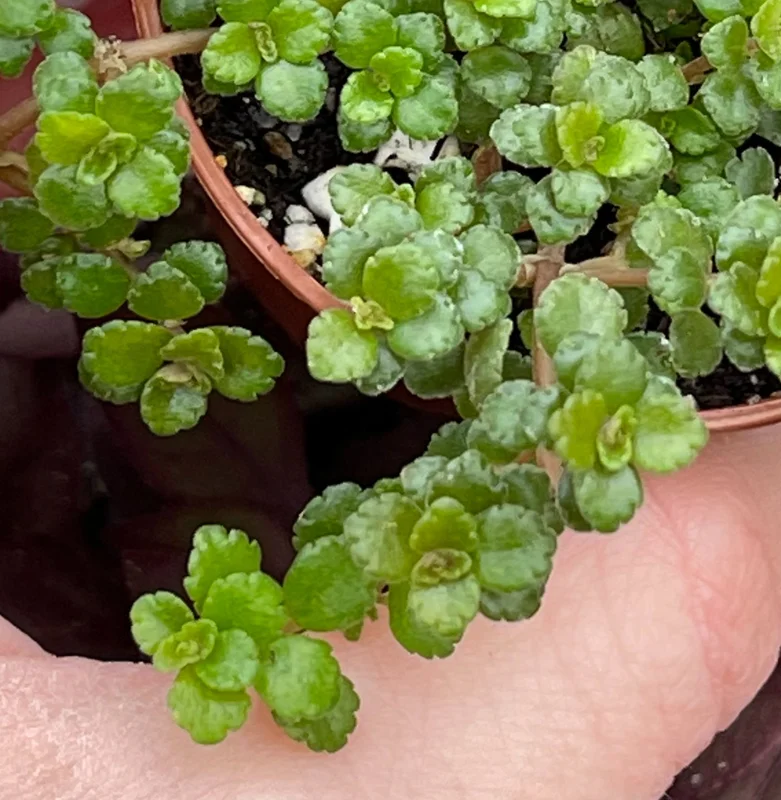 Pilea Depressa Minima Live Plant – Baby Tears Houseplant – Compact Indoor - Image 2
