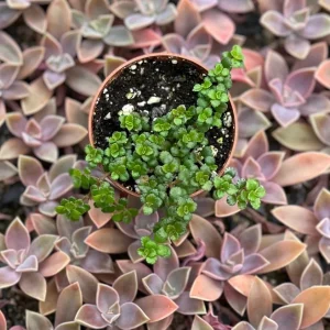 Pilea Depressa Minima Live Plant – Baby Tears Houseplant – Compact Indoor - Image 3