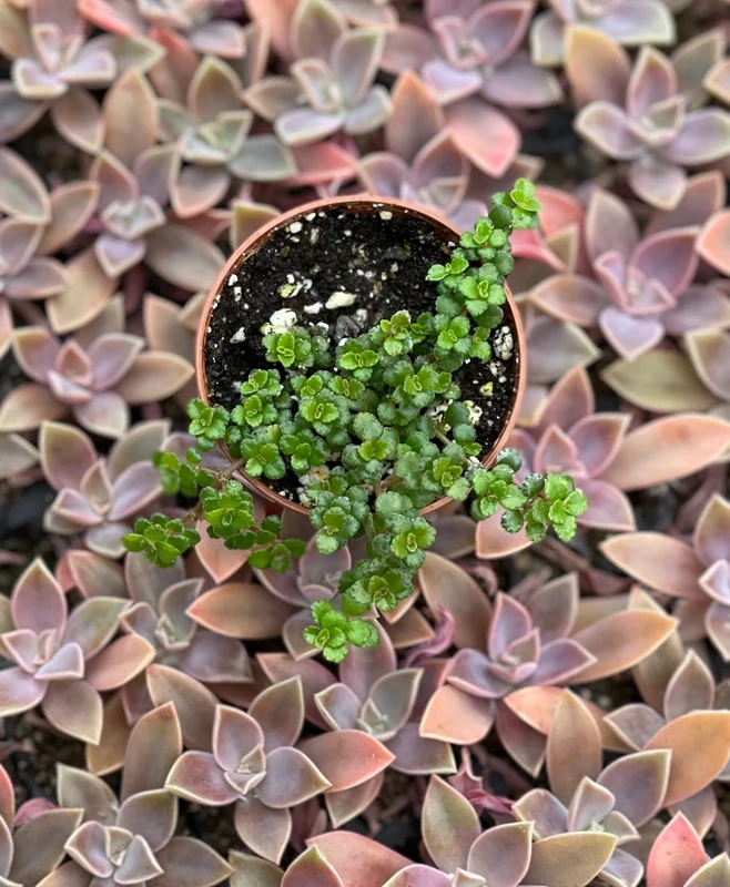 Pilea Depressa Minima Live Plant – Baby Tears Houseplant – Compact Indoor - Image 3