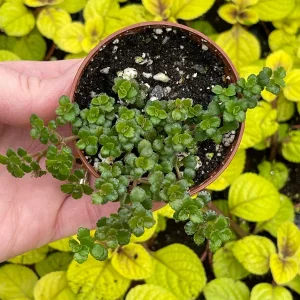 Pilea Depressa Minima Live Plant – Baby Tears Houseplant – Compact Indoor - Image 4
