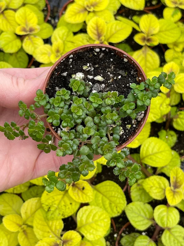 Pilea Depressa Minima Live Plant – Baby Tears Houseplant – Compact Indoor - Image 4