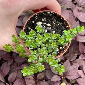 Pilea Depressa Minima Live Plant – Baby Tears Houseplant – Compact Indoor - Image 5