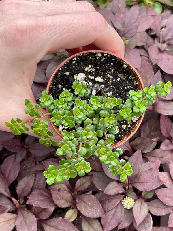 Pilea Depressa Minima Live Plant – Baby Tears Houseplant – Compact Indoor - Image 5