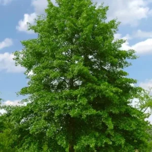 Pin Oak Tree Live Plant – 12-18 inch Tall, Vibrant Fall Color, Deciduous Shade Tree - Image 2