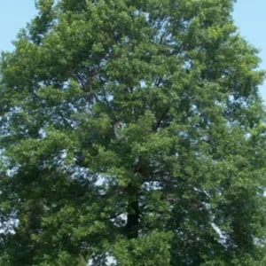 Pin Oak Tree Live Plant – 12-18 inch Tall, Vibrant Fall Color, Deciduous Shade Tree - Image 3
