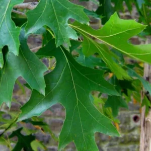 Pin Oak Tree Live Plant – 12-18 inch Tall, Vibrant Fall Color, Deciduous Shade Tree - Image 4
