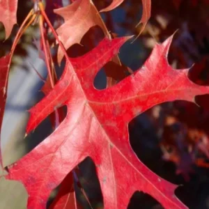 Pin Oak Tree Live Plant – 12-18 inch Tall, Vibrant Fall Color, Deciduous Shade Tree - Image 6