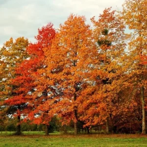 Pin Oak Tree Live Plant – 12-18 inch Tall, Vibrant Fall Color, Deciduous Shade Tree - Image 7