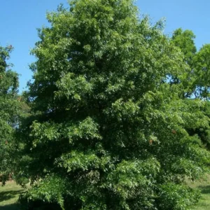 Pin Oak Tree Seedling – 12-18 inch Tall Live Plant – 4 inch Pot – Outdoor - Image 10
