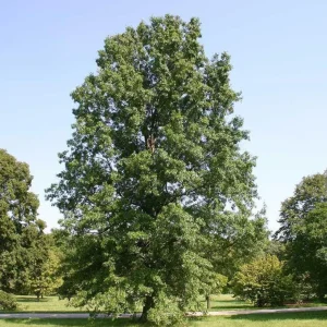 Pin Oak Tree Seedling – 12-18 inch Tall Live Plant – 4 inch Pot – Outdoor - Image 2