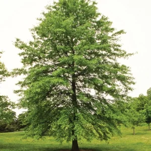 Pin Oak Tree Seedling – 12-18 inch Tall Live Plant – 4 inch Pot – Outdoor - Image 3