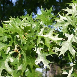 Pin Oak Tree Seedling – 12-18 inch Tall Live Plant – 4 inch Pot – Outdoor - Image 4