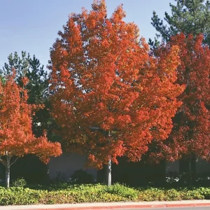 Pin Oak Tree Seedling – 12-18 inch Tall Live Plant – 4 inch Pot – Outdoor - Image 1