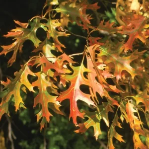Pin Oak Tree Seedling – 12-18 inch Tall Live Plant – 4 inch Pot – Outdoor - Image 6