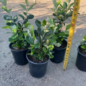 Pineapple Guava Live Plant 1 Gallon Pot - Edible Fruit & Fragrant Flowers - Image 2