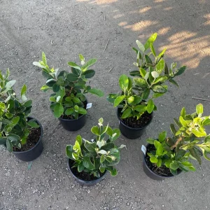 Pineapple Guava Live Plant 1 Gallon Pot - Edible Fruit & Fragrant Flowers - Image 3