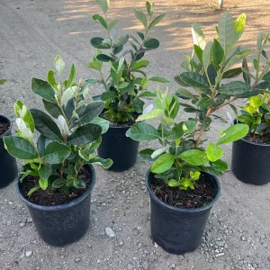 Pineapple Guava Live Plant 1 Gallon Pot - Edible Fruit & Fragrant Flowers - Image 4