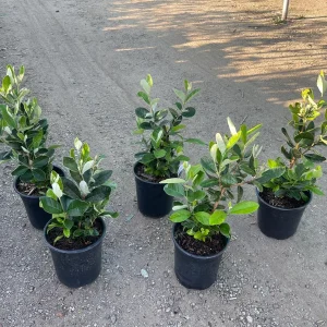 Pineapple Guava Live Plant 1 Gallon Pot - Edible Fruit & Fragrant Flowers - Image 1