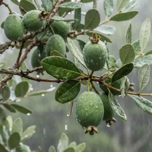 Pineapple Guava Starter Plant 4-6 Inch Tall – Live Feijoa Fruit Shrub - Image 2