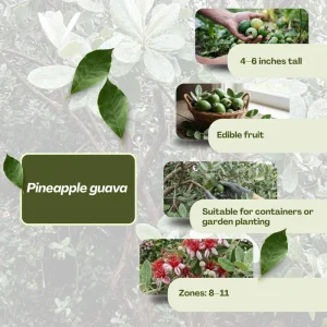 Pineapple Guava Starter Plant 4-6 Inch Tall – Live Feijoa Fruit Shrub - Image 4